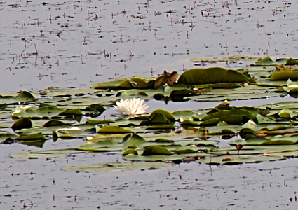 [One white, long-petaled bloom amid green pads atop the lake water.]